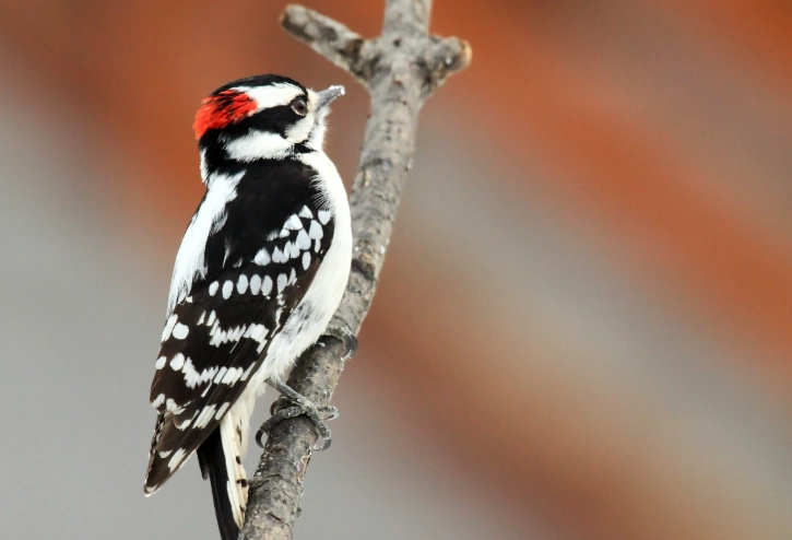 downy woodpecker identification downy woodpecker identification