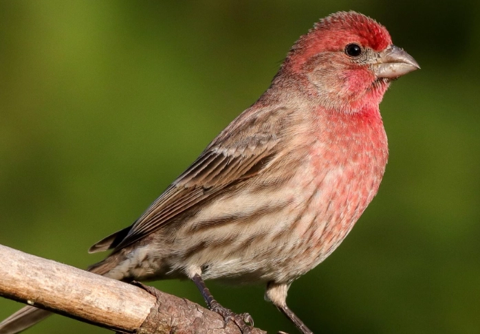 house finch song