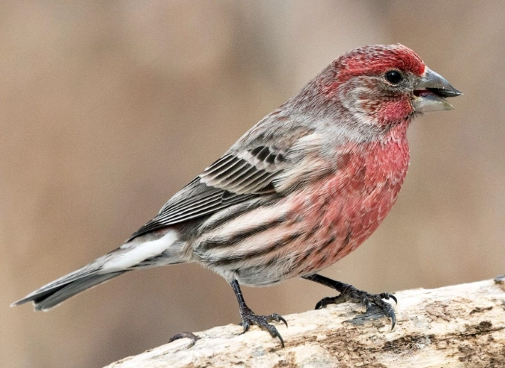 house finch feeder