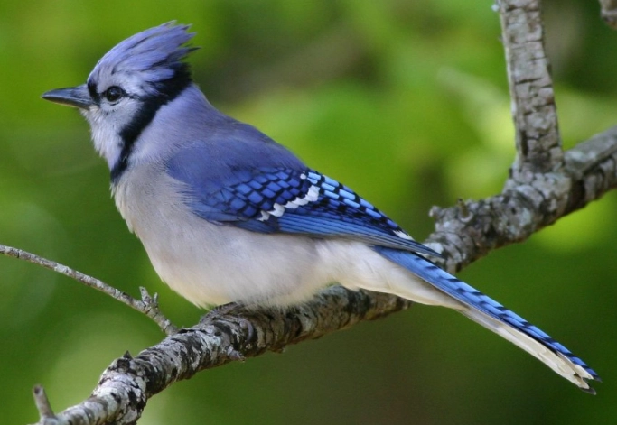 attract blue jays