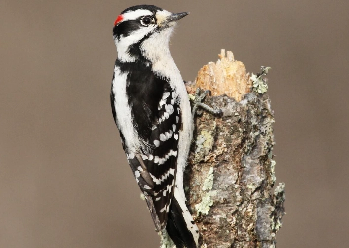 downy woodpecker identification downy woodpecker identification