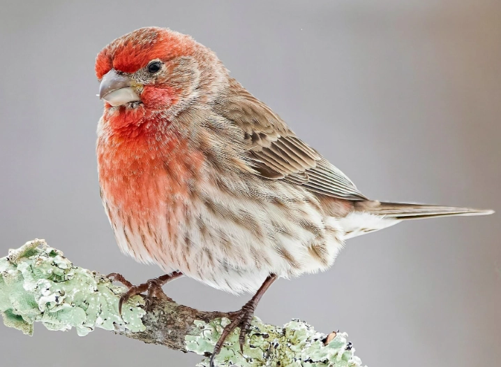 house finch identification