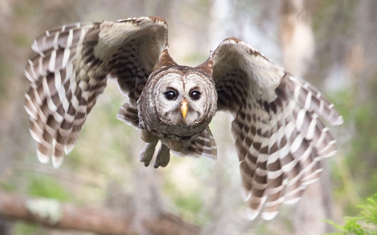 barred owl call