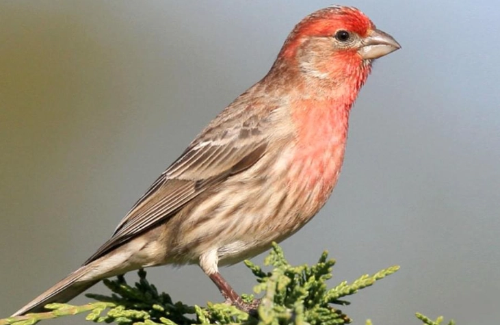 house finch identification
