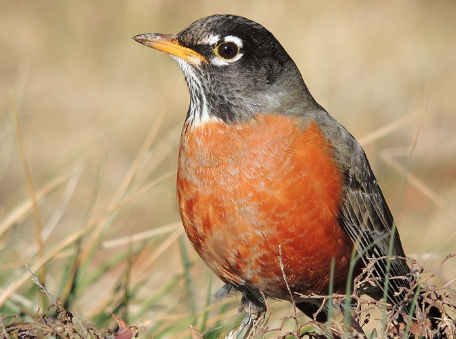 robin bird robin bird