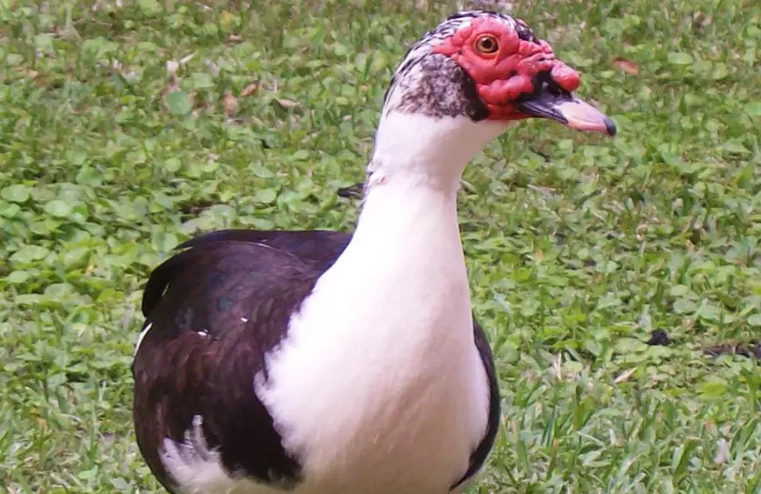 raising muscovy ducks raising muscovy ducks