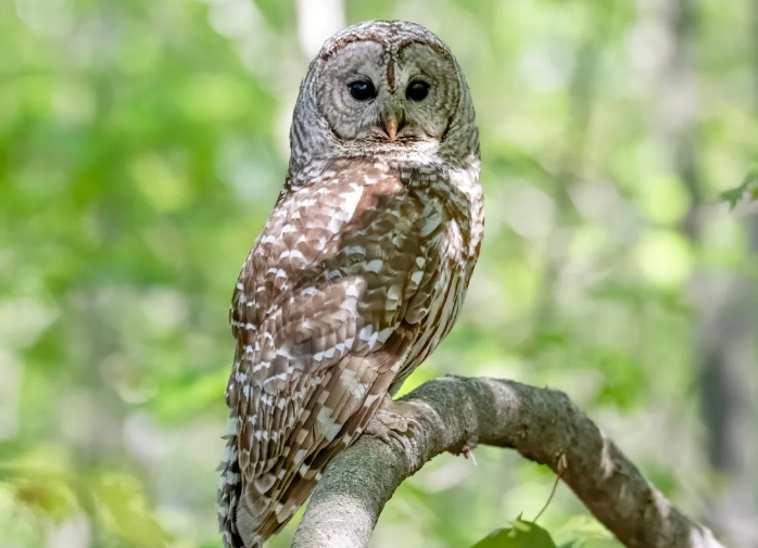 barred owl sound