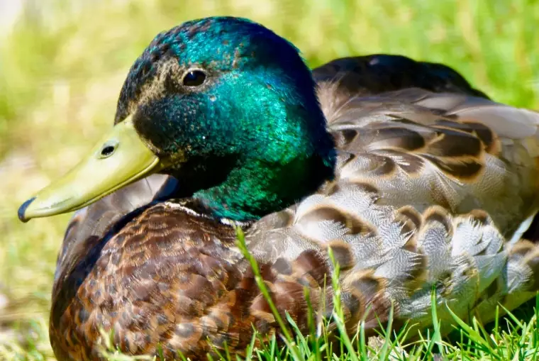 identify mallard identify mallard