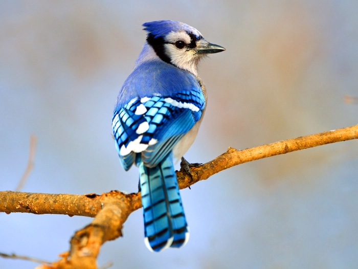 blue jay meaning