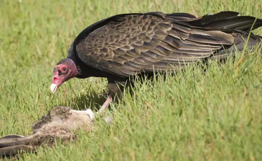 turkey vulture behavior