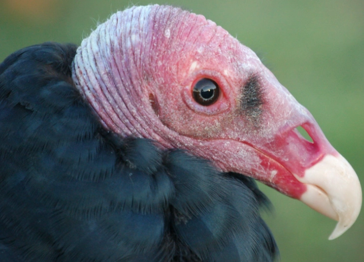 turkey vulture dog attack