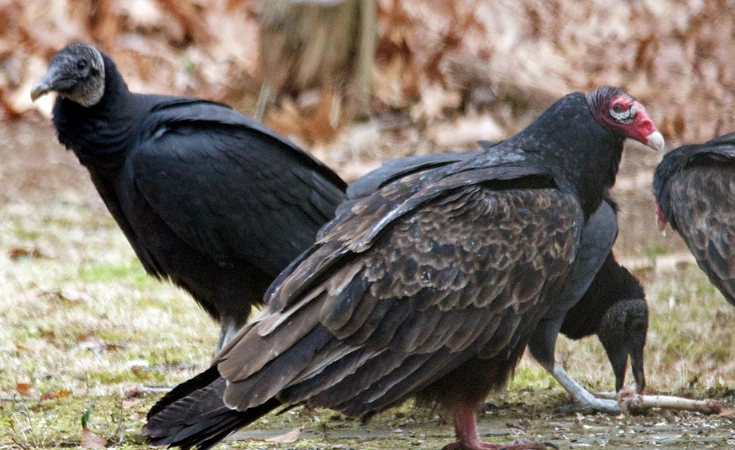 difference between turkey vulture and black vulture