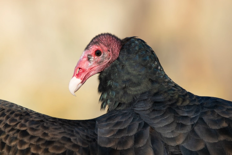 turkey vulture chick