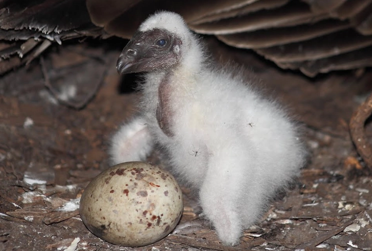 turkey vulture baby