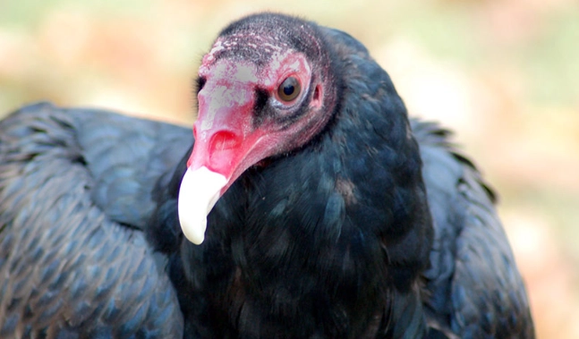 turkey vulture chick