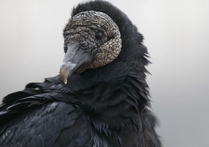 Black vulture