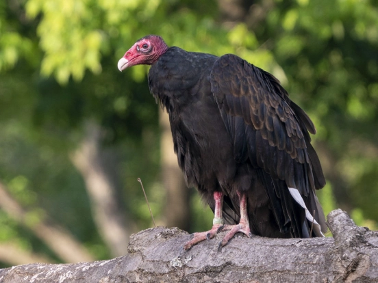 are vultures dangerous to pets