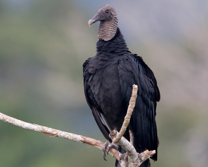 Black vulture facts