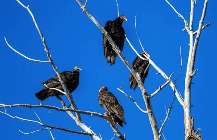 turkey vulture behavior