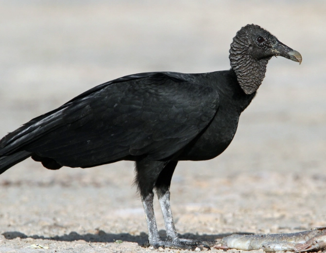 Black vulture vs turkey vulture