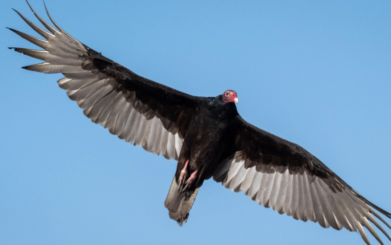 Turkey Vulture soaring flight