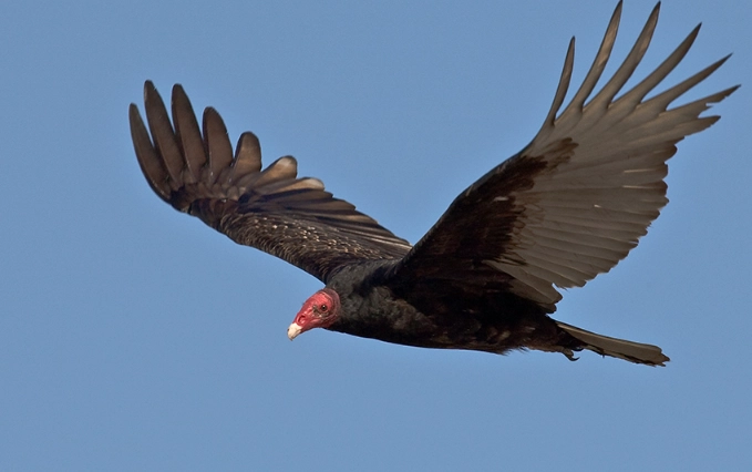 Turkey Vulture flying identification