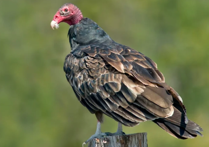 turkey vulture dog attack