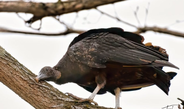 what does a turkey vulture sound like