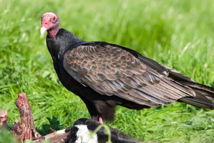 protect dog from vultures