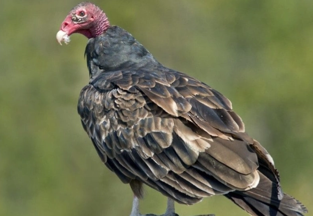 turkey vulture hissing sound