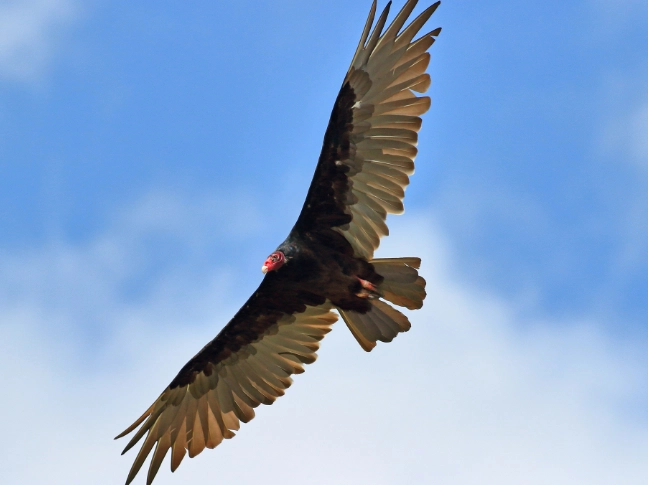 Turkey Vulture migration