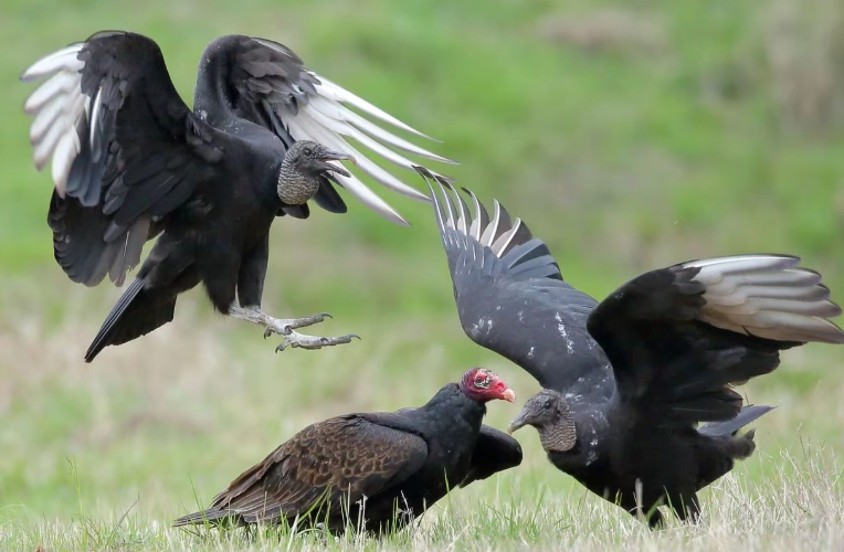 difference between turkey vulture and black vulture