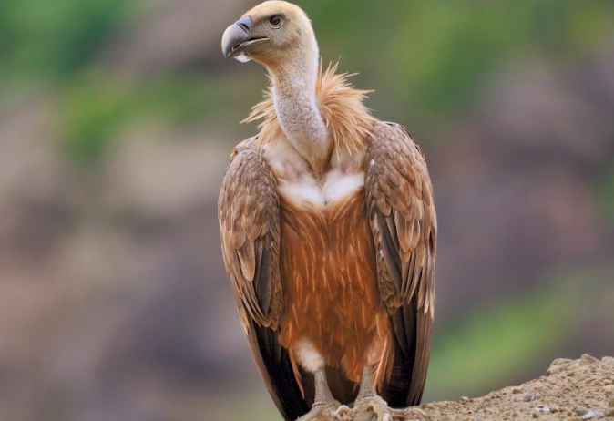 turkey vulture sounds