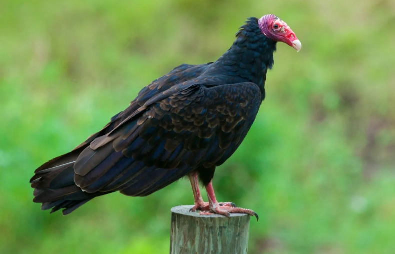 what does a turkey vulture sound like