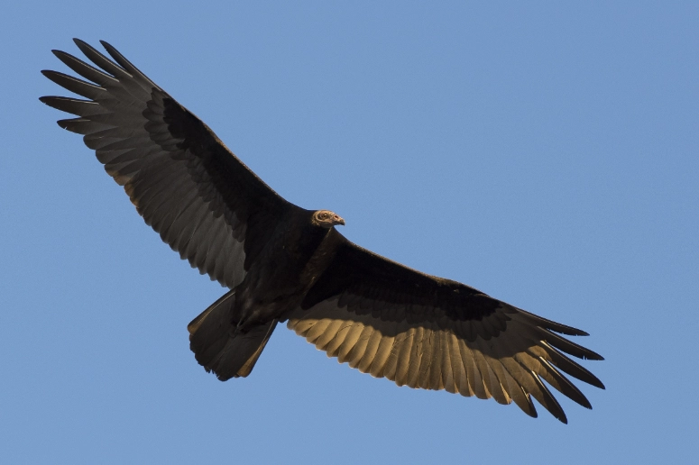 Turkey Vulture flying identification