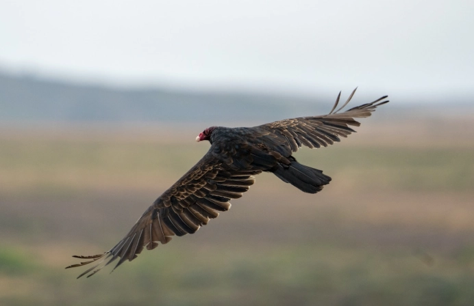 are turkey vultures aggressive to humans