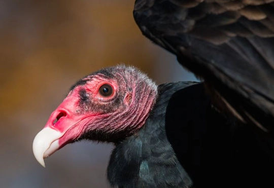 are vultures dangerous