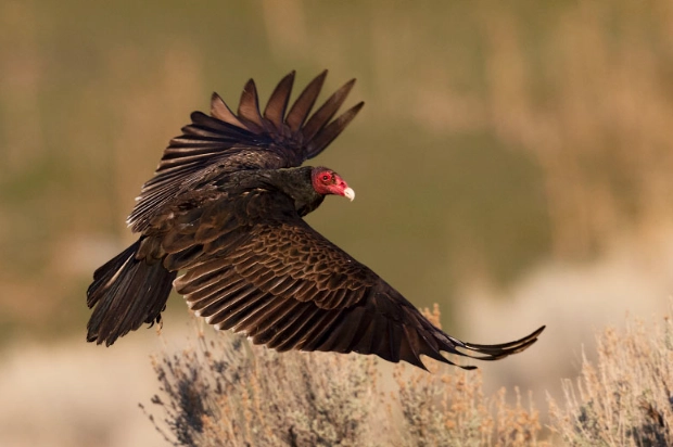 Turkey Vulture migration