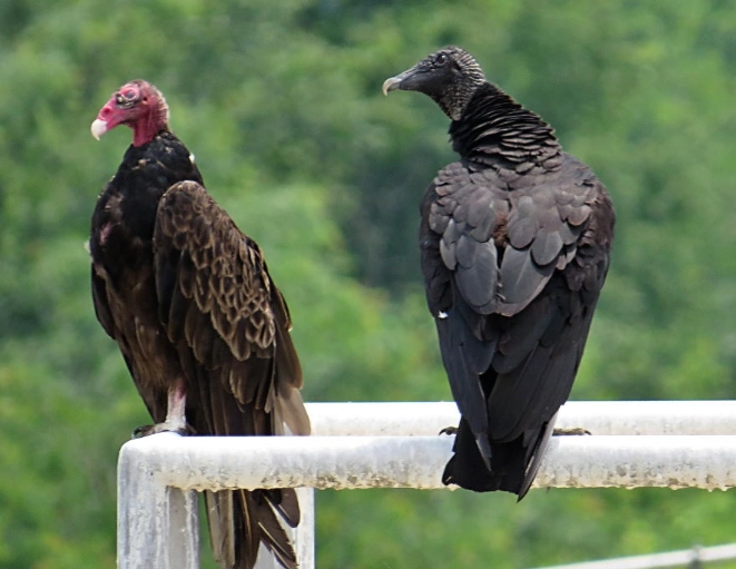 are turkey vultures aggressive to humans