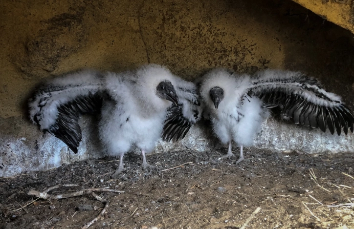 turkey vulture baby