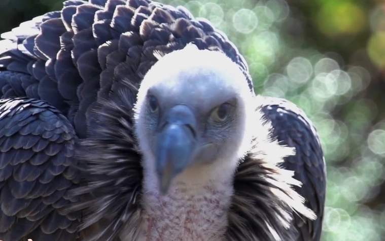 turkey vulture hissing sound