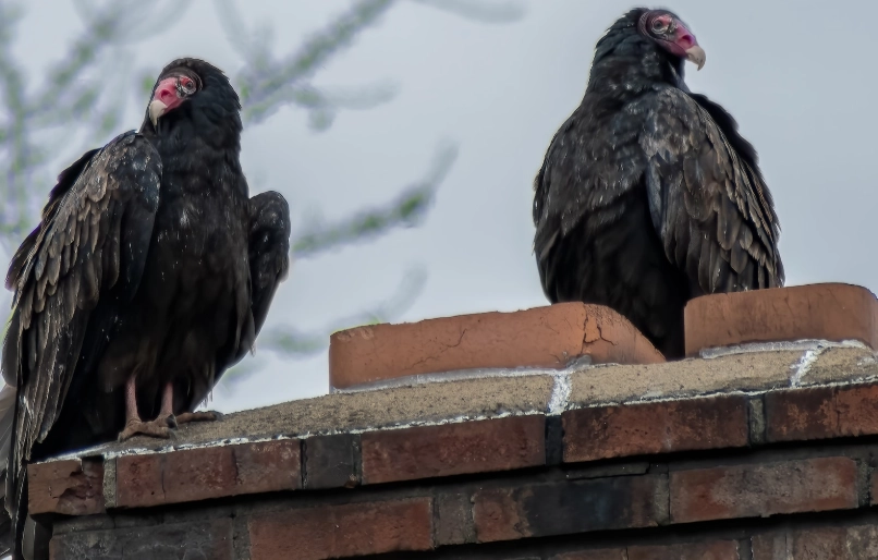 Are turkey vultures aggressive to humans?