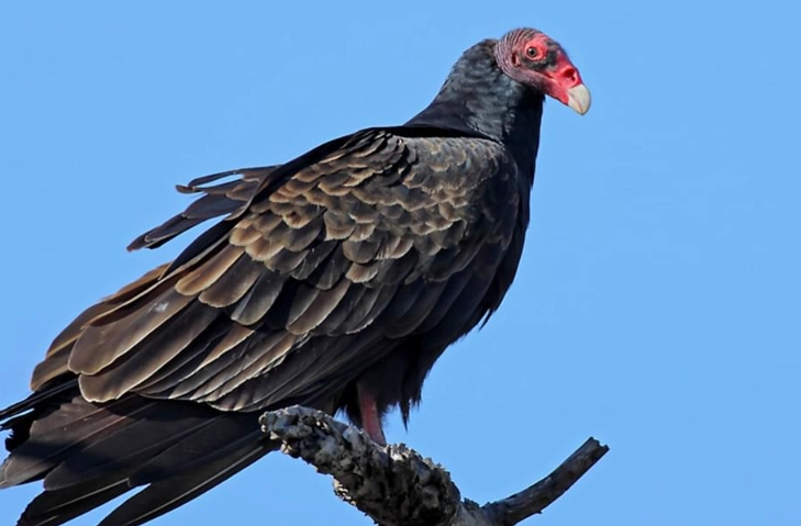 turkey vulture sounds