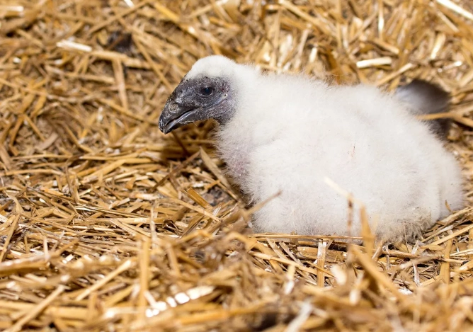 turkey vulture baby