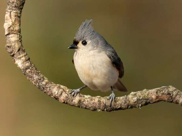 tufted titmouse song