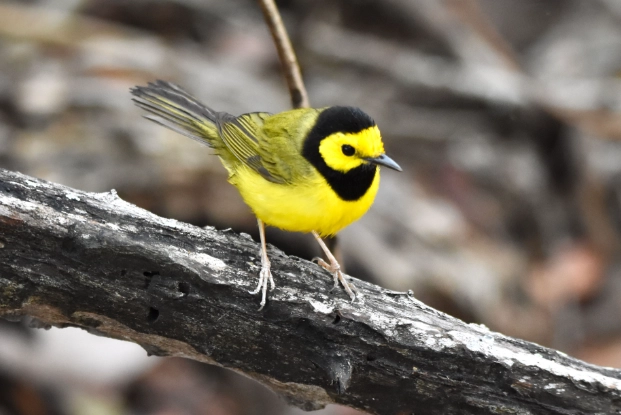 hooded warbler range map