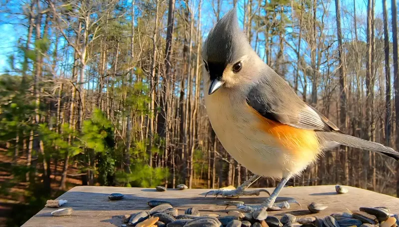 tufted titmouse song
