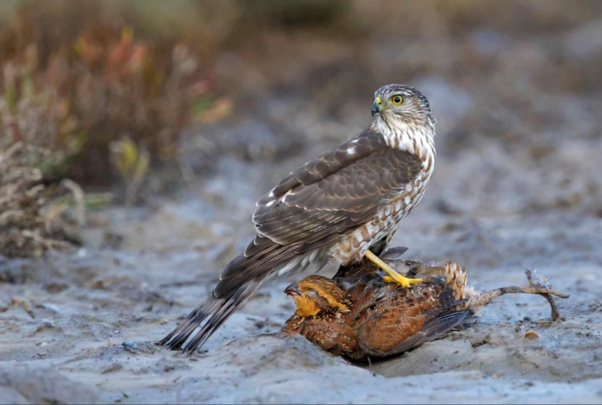 sharp shinned hawk size