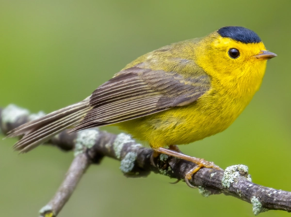 Wilson's warbler identification Wilson's warbler identification