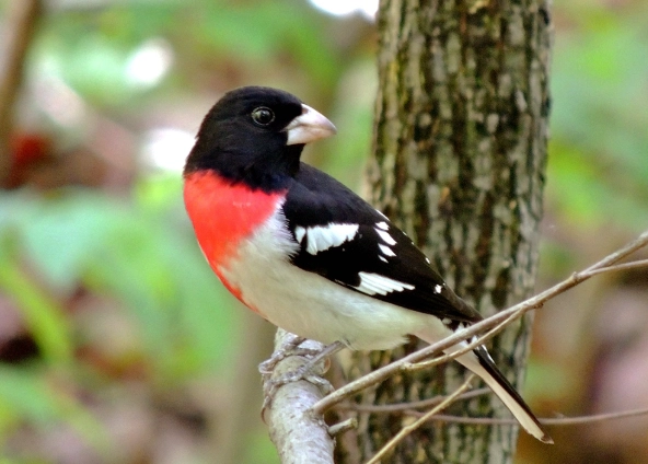how to attract rose breasted grosbeak